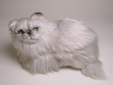 "Royce" Silver Persian