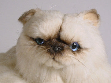 "Vivian" Himalayan Persian