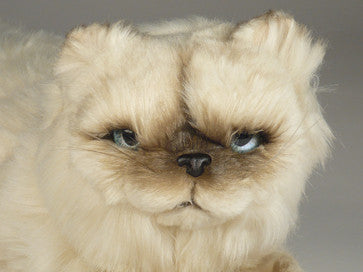 "Verdi" Himalayan Persian