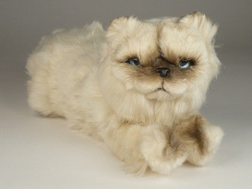"Verdi" Himalayan Persian