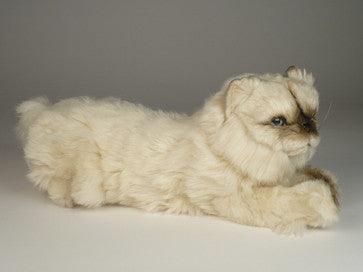 "Verdi" Himalayan Persian