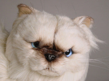 "Regis" Himalayan Persian