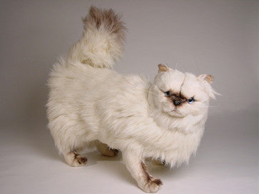 "Regis" Himalayan Persian