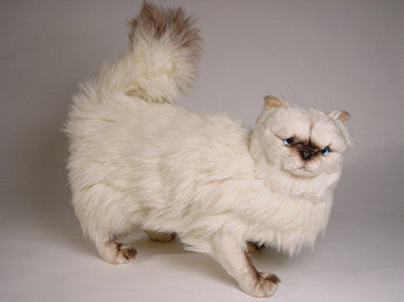 "Regis" Himalayan Persian