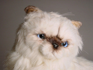 "Ashley" Himalayan Persian