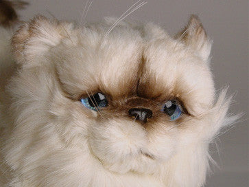 "Martha" Himalayan Persian
