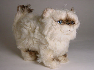 "Martha" Himalayan Persian