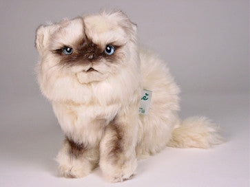 "Joy" Himalayan Persian