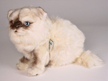 "Joy" Himalayan Persian