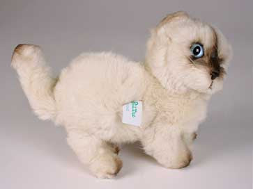 "Teeny" Himalayan Persian