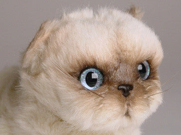 "Weeny" Himalayan Persian