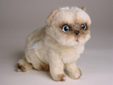 "Weeny" Himalayan Persian