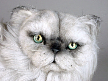 "Kimo" Silver Persian