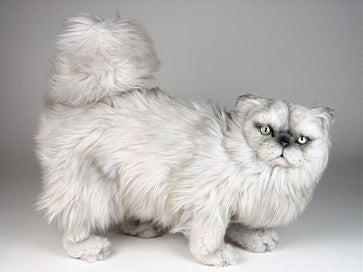 "Kimo" Silver Persian