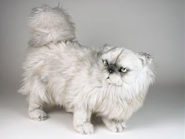 "Kimo" Silver Persian