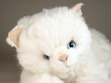 "Bass" White Cat