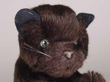 "Bombay" Black Cat