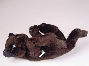 "Bombay" Black Cat
