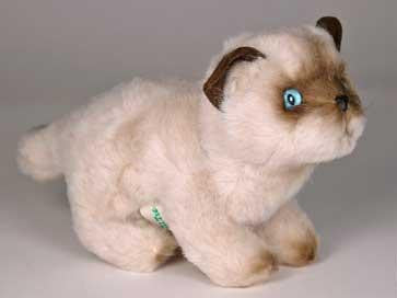 "Misty Malarky" Siamese