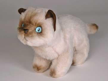 "Misty Malarky" Siamese