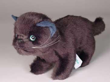 "Poe" Black Cat