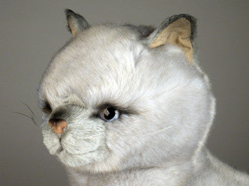 "Sheba" British Shorthair