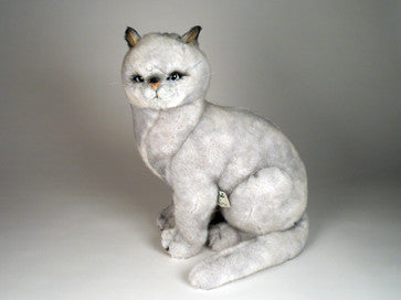 "Sheba" British Shorthair