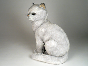 "Sheba" British Shorthair