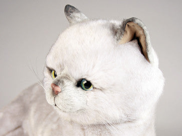 "Arlene" British Shorthair