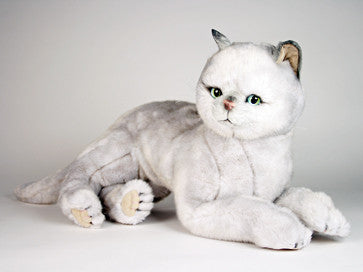 "Arlene" British Shorthair