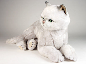 "Arlene" British Shorthair