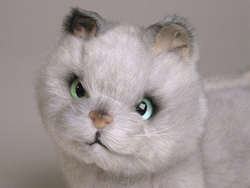 "Toby" British Shorthair