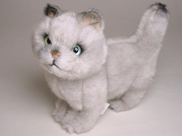 "Toby" British Shorthair