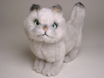 "Toby" British Shorthair