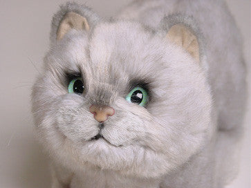 "Chessie" British Shorthair