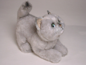 "Chessie" British Shorthair