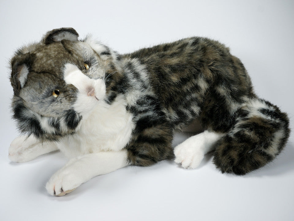 "Blaze" Norwegian Forest Cat