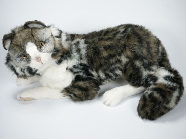 "Blaze" Norwegian Forest Cat
