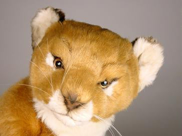 "Elsa" Lion Cub