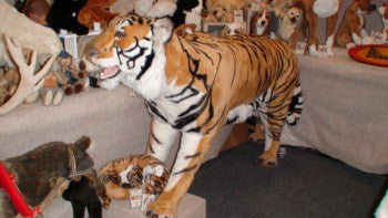 "Raj" Bengal Tiger