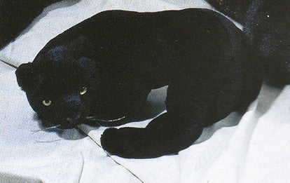 "Aya" Black Panther