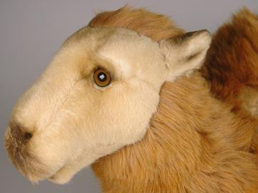 "Humphrey" Camel