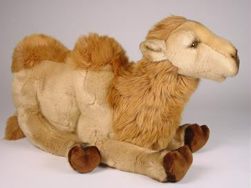 "Humphrey" Camel