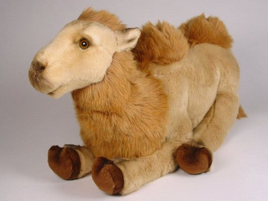 "Humphrey" Camel