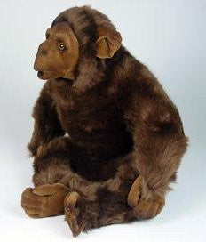 "Bonzo" Chimpanzee