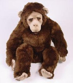 "Pankun" Chimpanzee