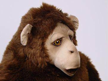 "Pankun" Chimpanzee