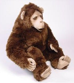 "Pankun" Chimpanzee