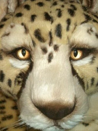 "Tumai" Cheetah