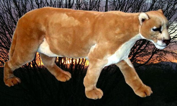 "Viracocha" Cougar